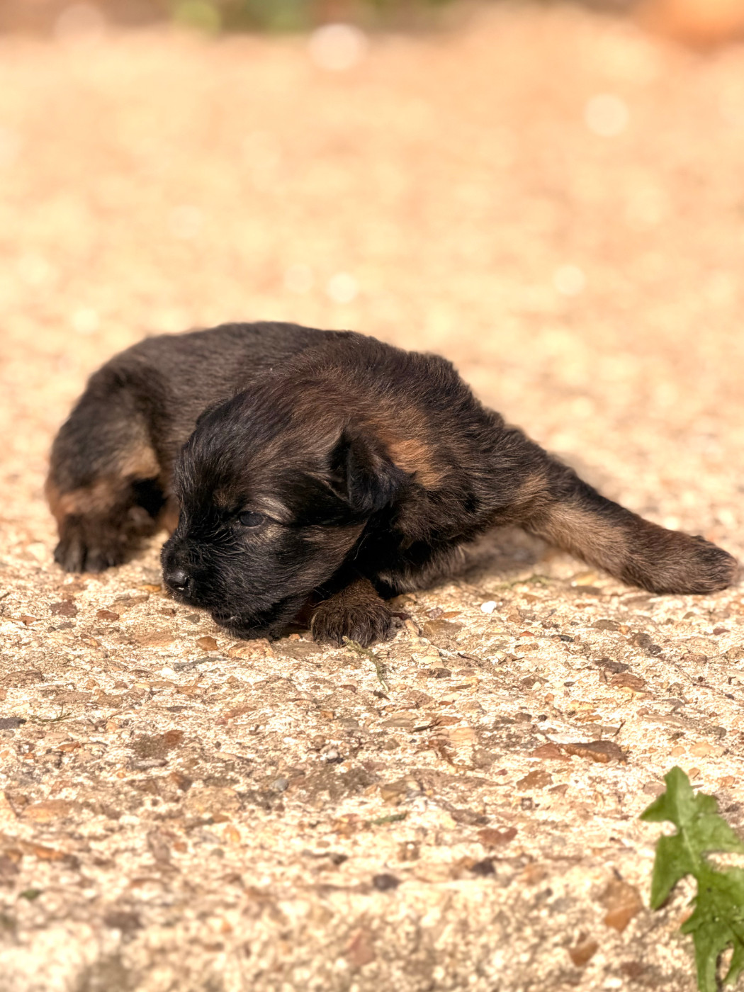 du Pic d'Arrouyette - Chiots disponibles - Berger des Pyrenees à poil long