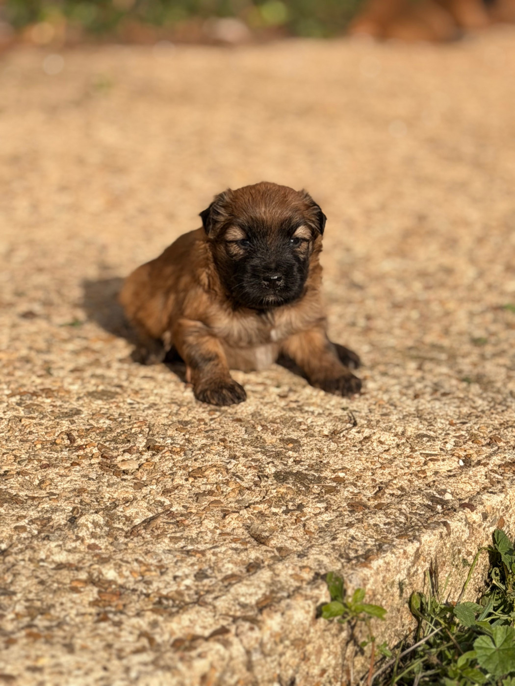 du Pic d'Arrouyette - Chiots disponibles - Berger des Pyrenees à poil long
