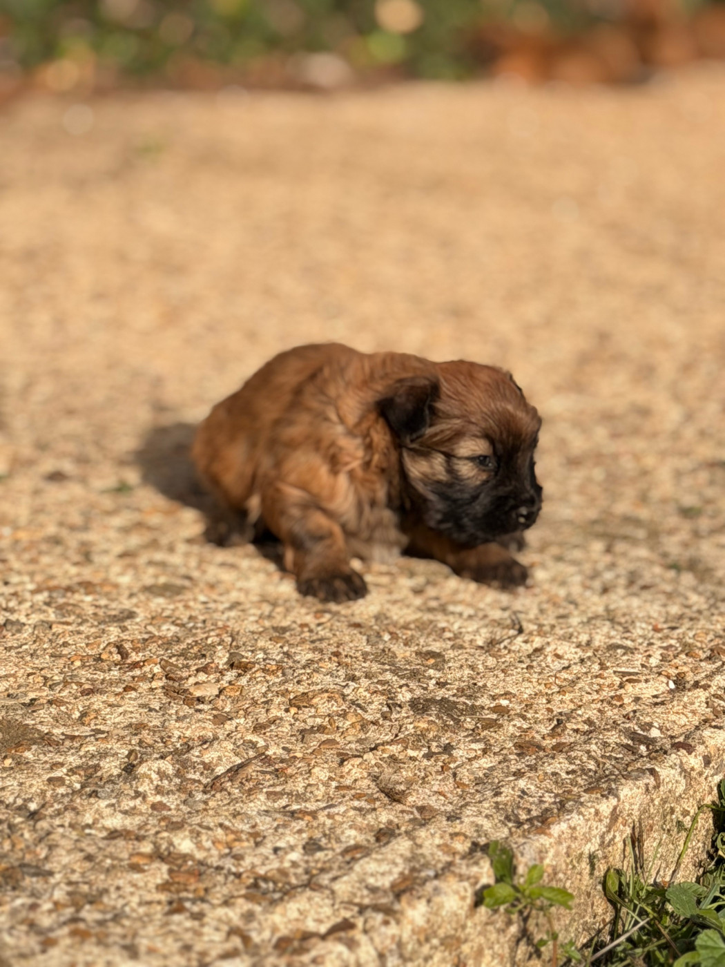 du Pic d'Arrouyette - Chiots disponibles - Berger des Pyrenees à poil long