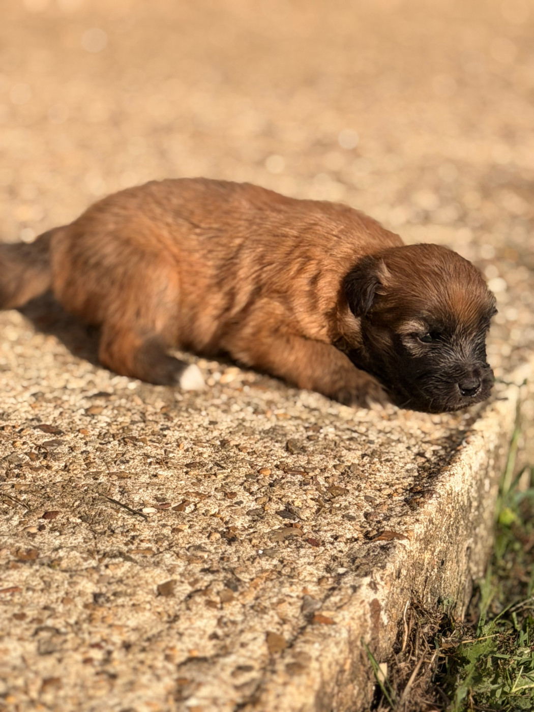 du Pic d'Arrouyette - Chiots disponibles - Berger des Pyrenees à poil long