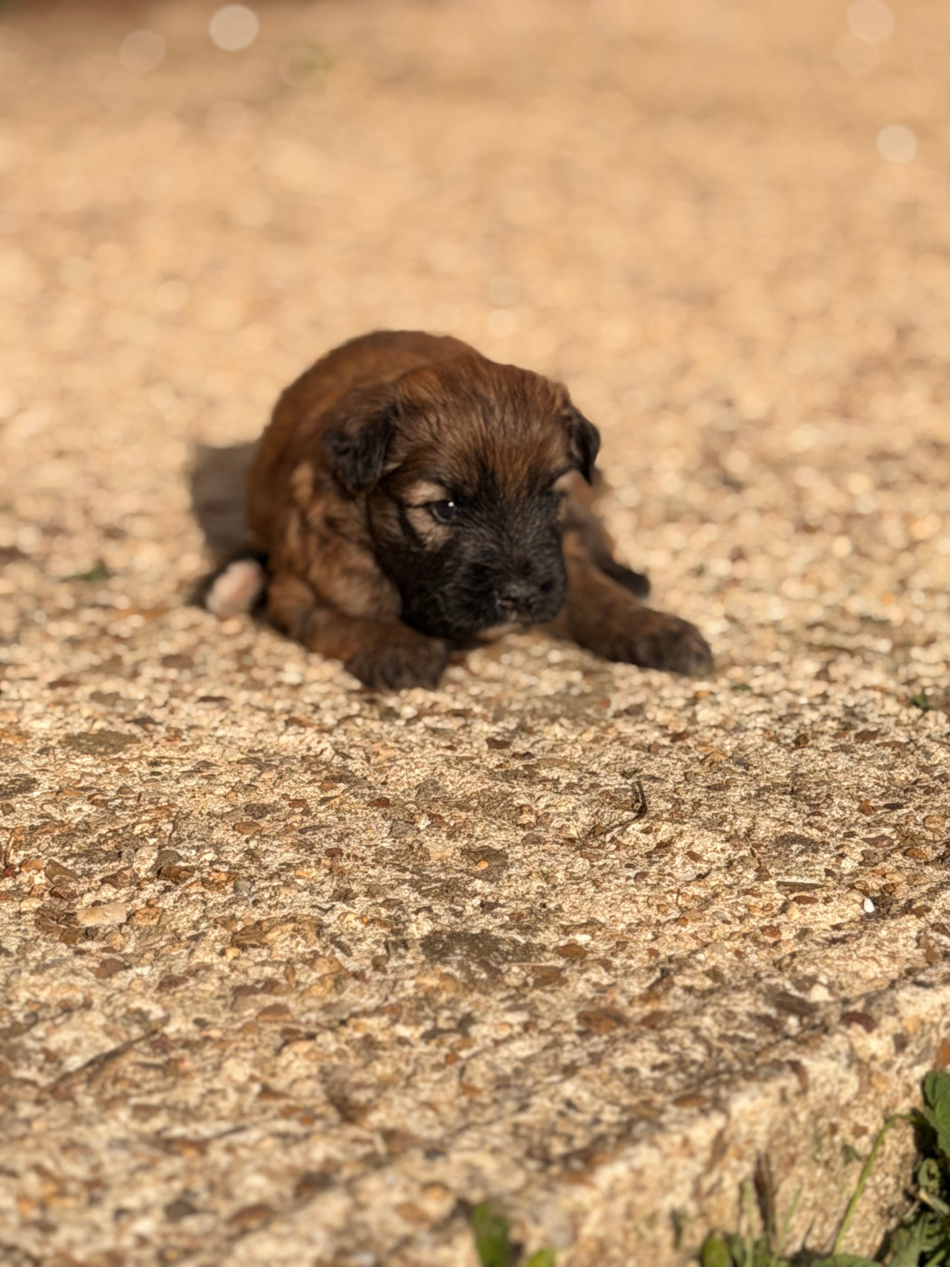 du Pic d'Arrouyette - Chiots disponibles - Berger des Pyrenees à poil long