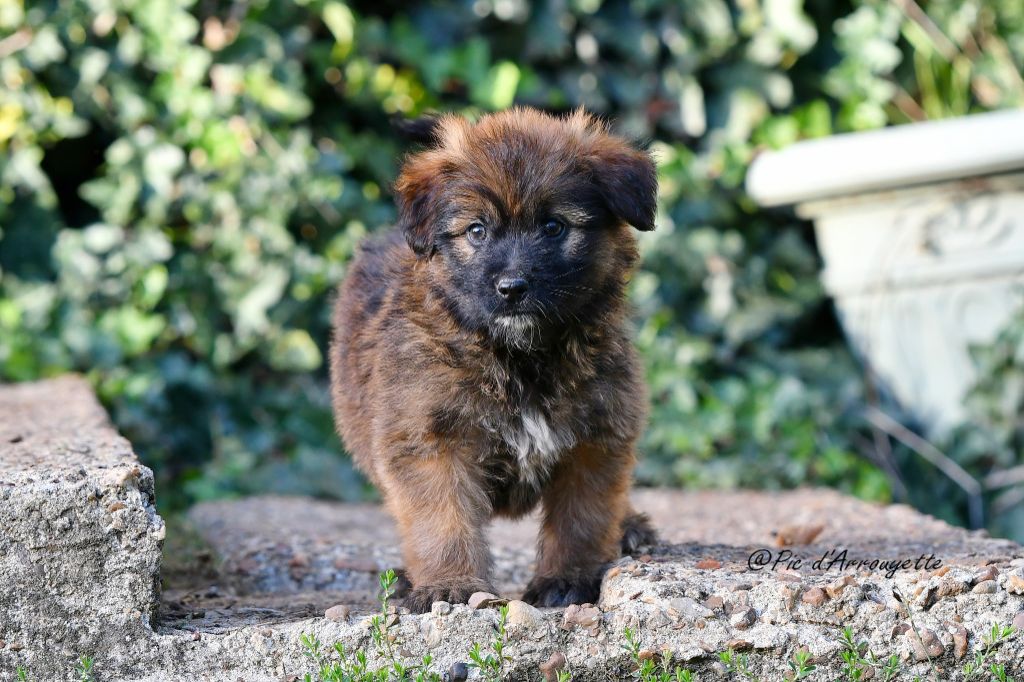 Chiot Berger des Pyrenees à poil long du Pic d'Arrouyette