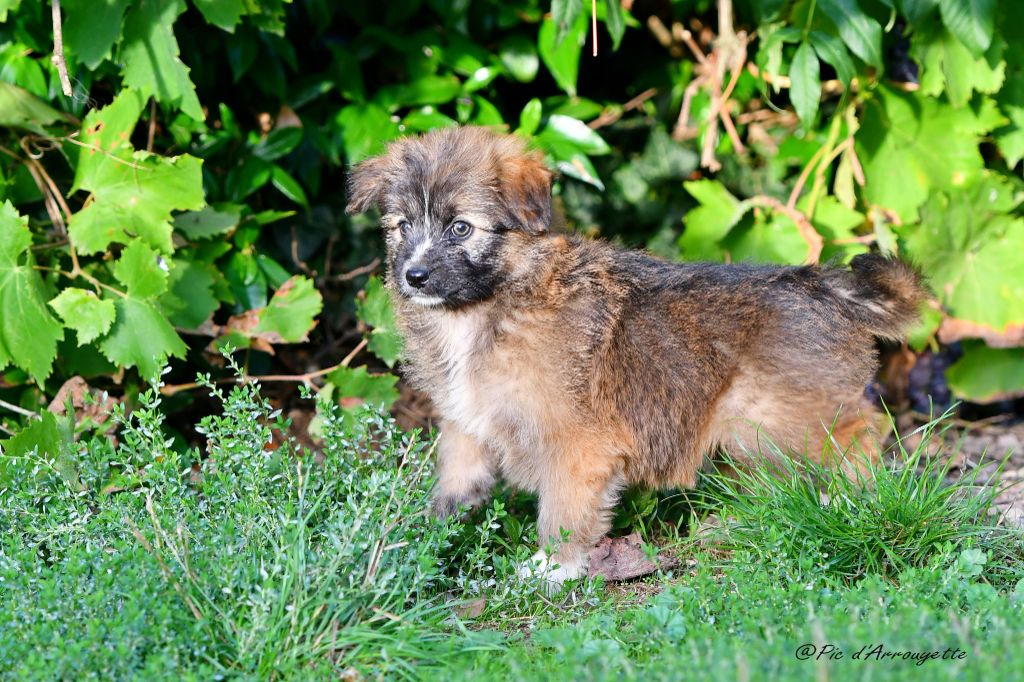 du Pic d'Arrouyette - Chiots disponibles - Berger des Pyrenees à poil long