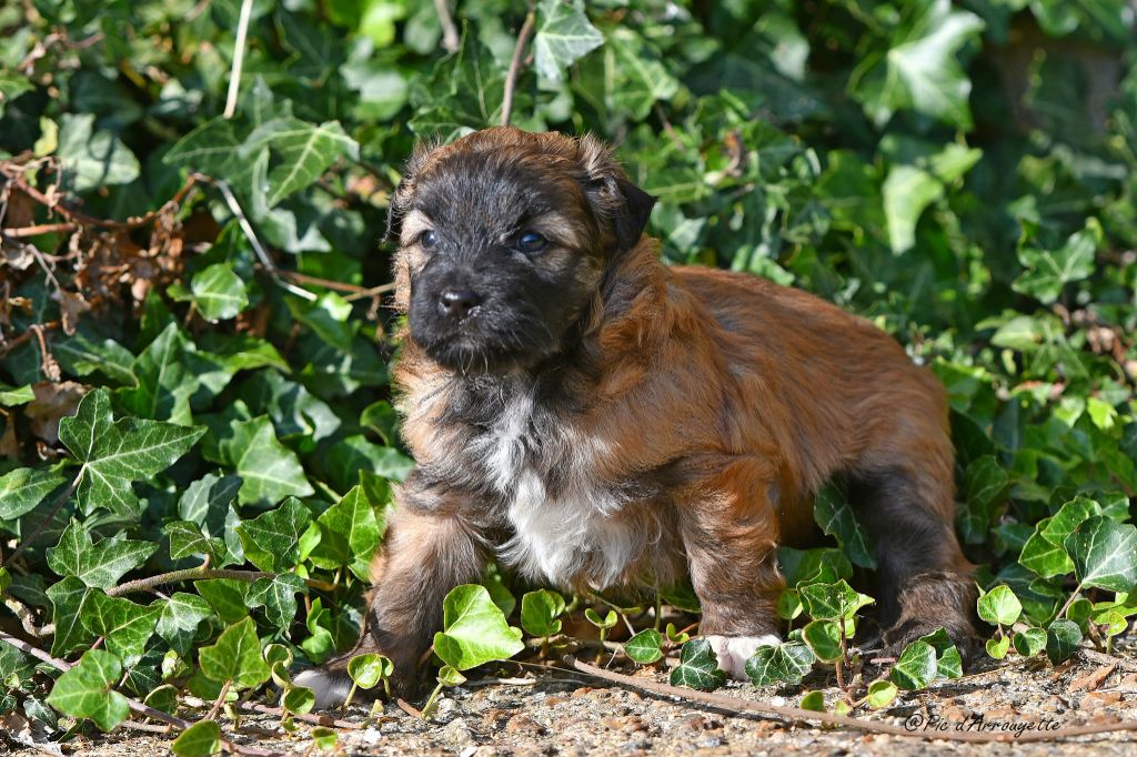 du Pic d'Arrouyette - Chiots disponibles - Berger des Pyrenees à poil long