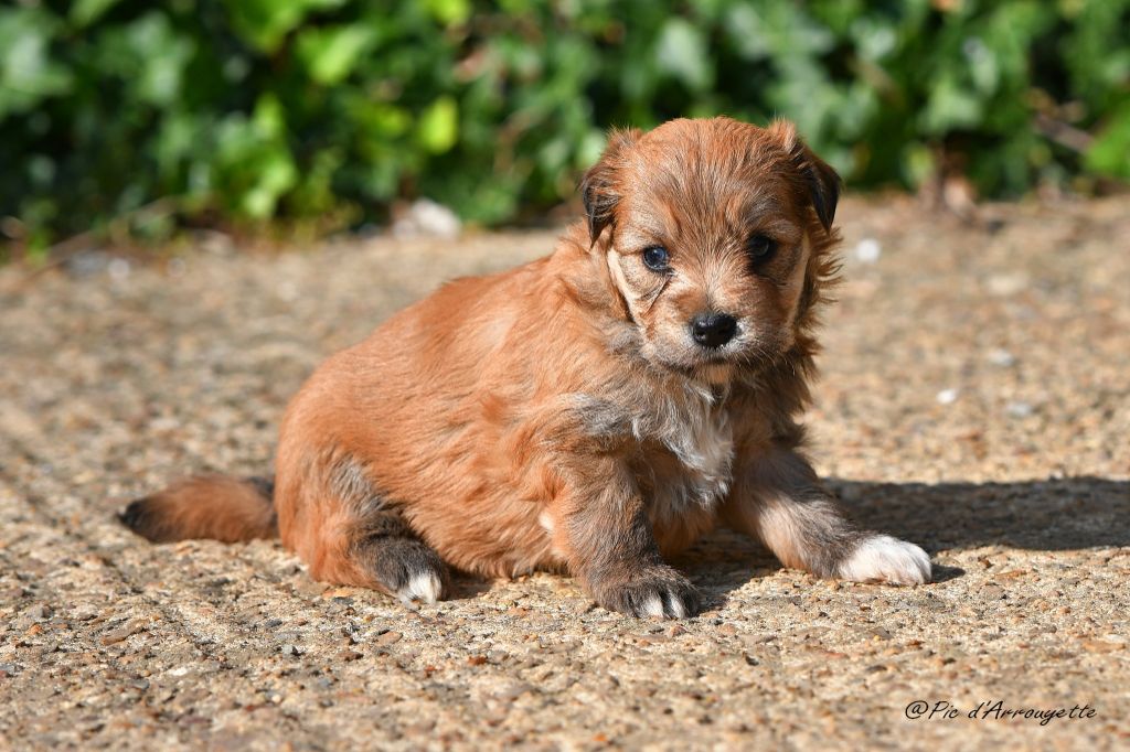 du Pic d'Arrouyette - Chiots disponibles - Berger des Pyrenees à poil long
