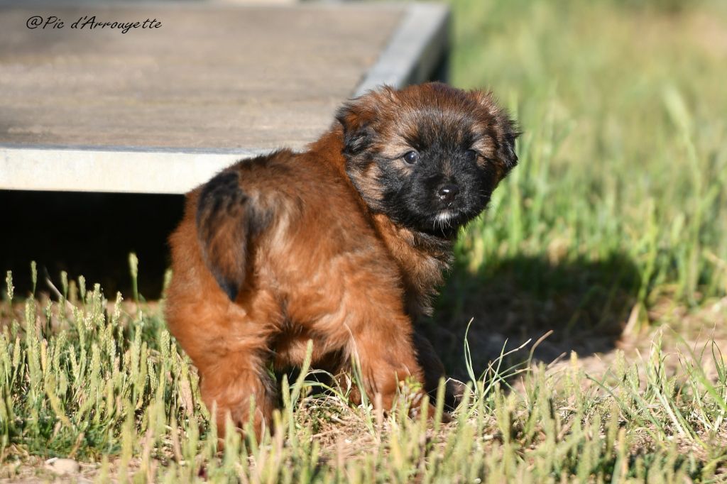 du Pic d'Arrouyette - Chiots disponibles - Berger des Pyrenees à poil long