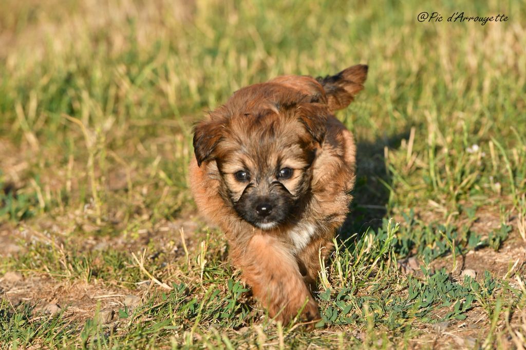 du Pic d'Arrouyette - Chiots disponibles - Berger des Pyrenees à poil long