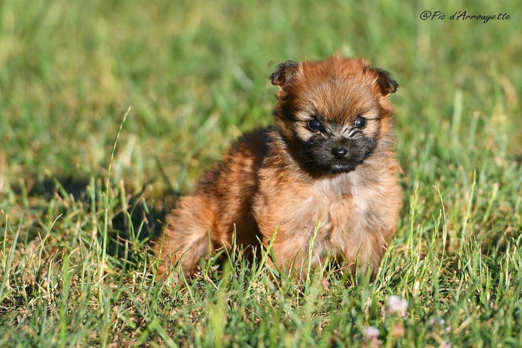 du Pic d'Arrouyette - Chiots disponibles - Berger des Pyrenees à poil long