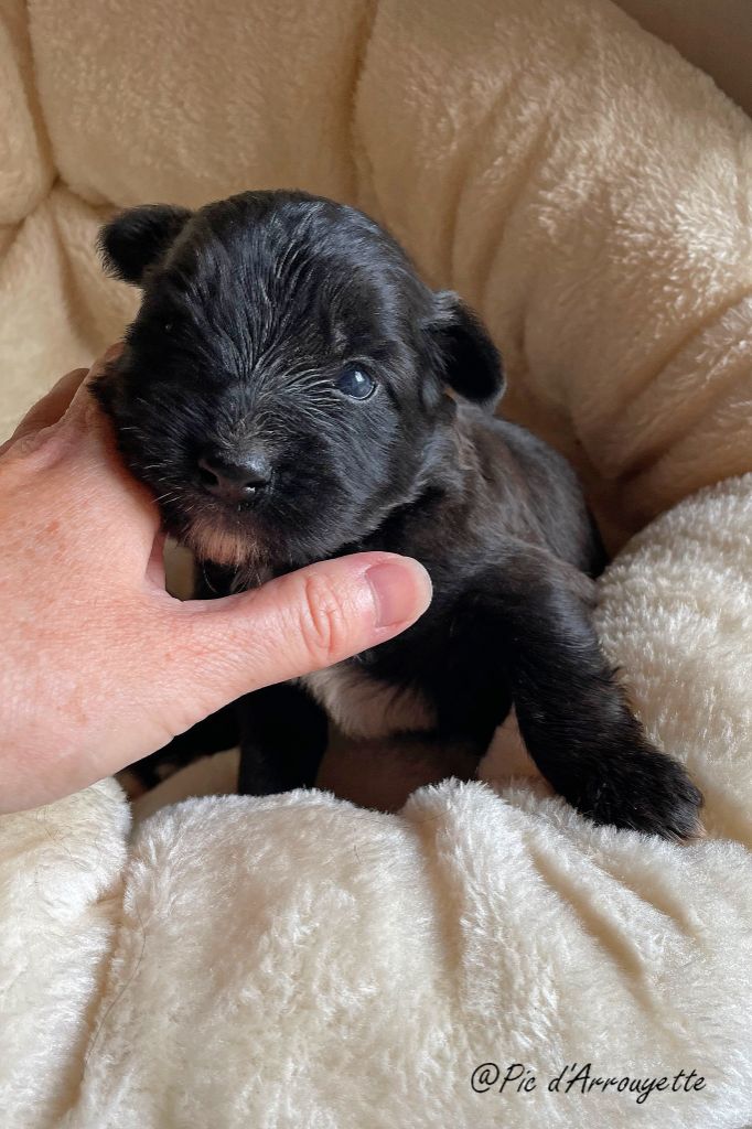 du Pic d'Arrouyette - Chiots disponibles - Berger des Pyrenees à poil long