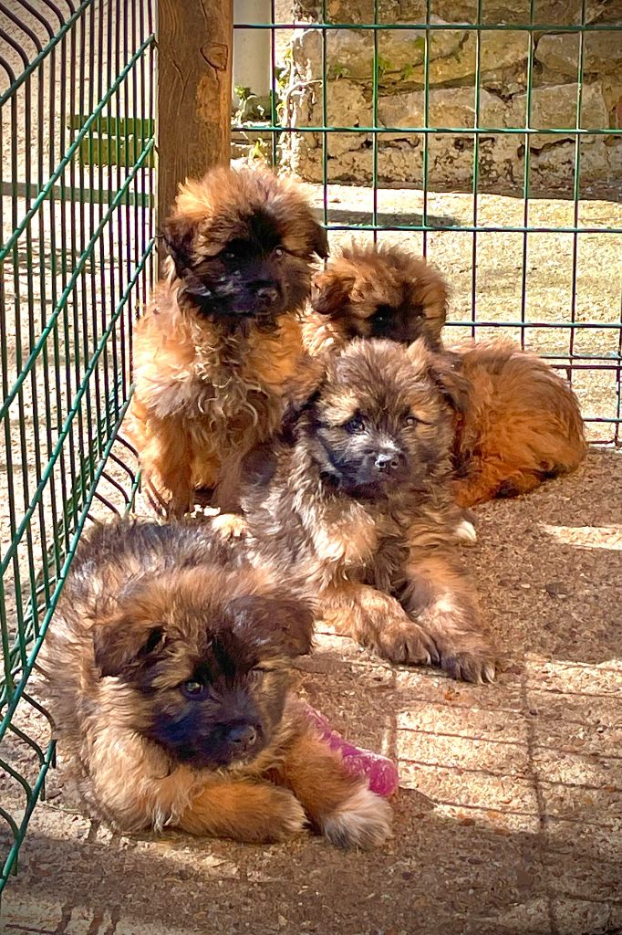 Chiot Berger des Pyrenees à poil long du Pic d'Arrouyette