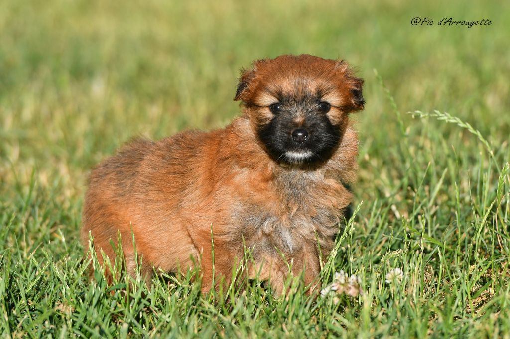 du Pic d'Arrouyette - Chiots disponibles - Berger des Pyrenees à poil long