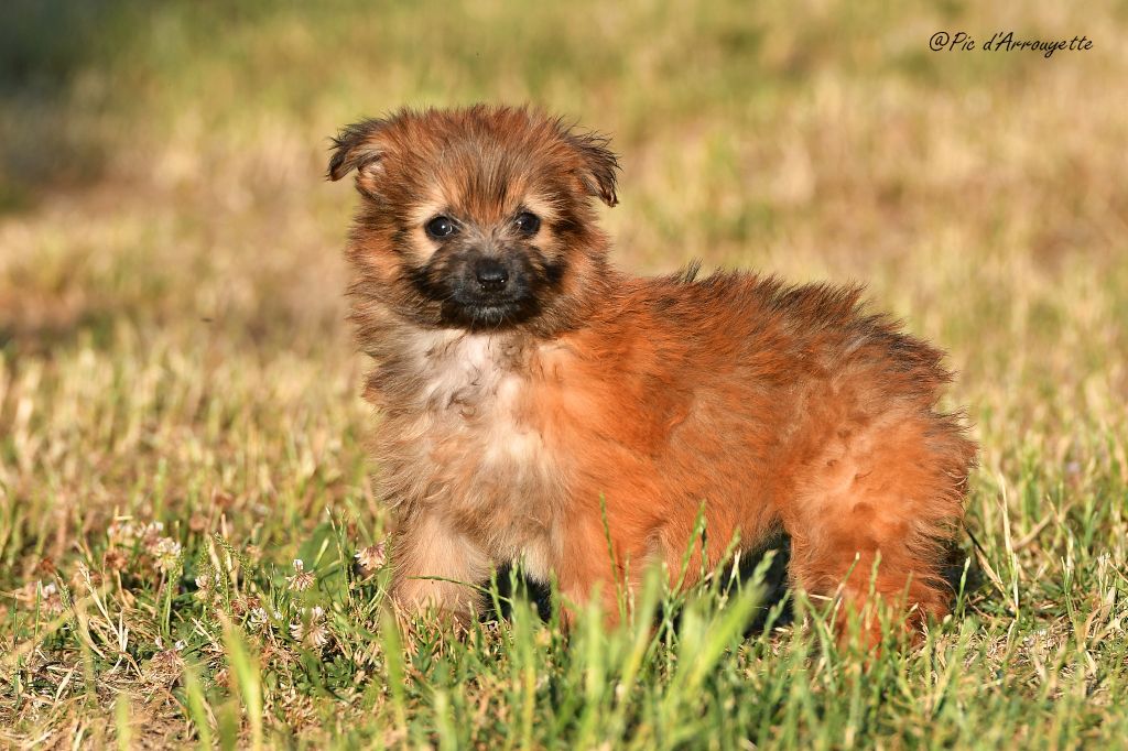 du Pic d'Arrouyette - Chiots disponibles - Berger des Pyrenees à poil long