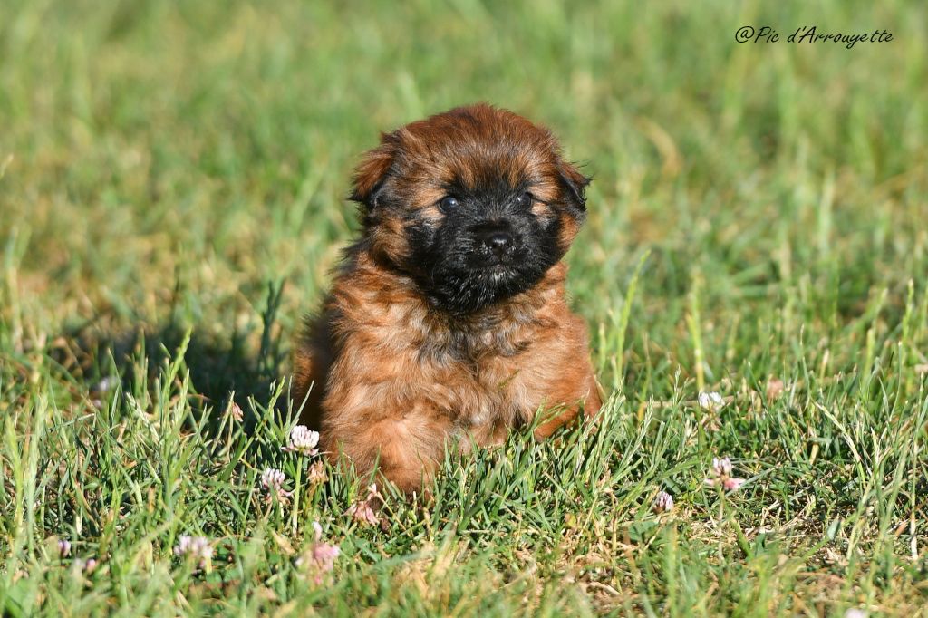 du Pic d'Arrouyette - Chiots disponibles - Berger des Pyrenees à poil long