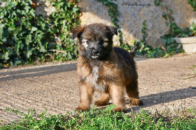 CHIOT 1