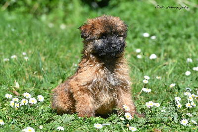 CHIOT 3