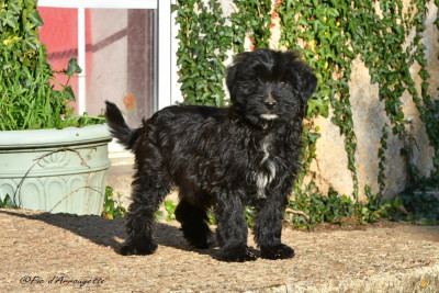 CHIOT 1