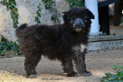 CHIOT 2