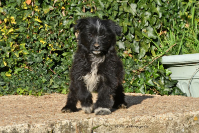 CHIOT 8