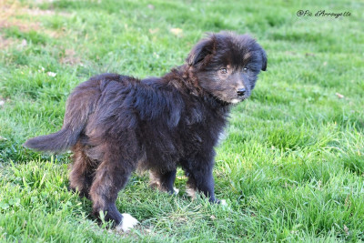CHIOT 6