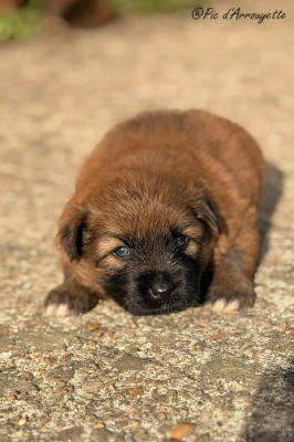 Chiot N°2