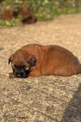 Chiot N°3