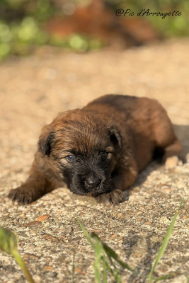 Chiot N°4