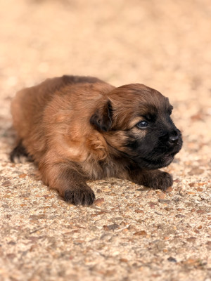 Chiot N°1