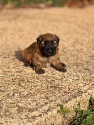 Chiot N°1