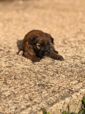 Chiot N°4
