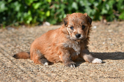 CHIOT 2