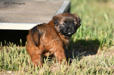 CHIOT 1