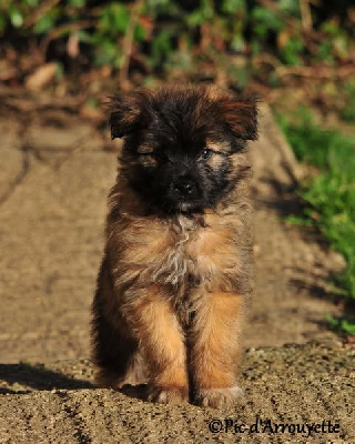 CHIOT 4