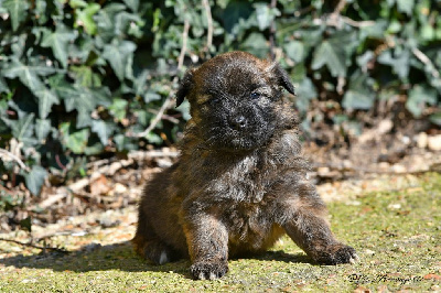 CHIOT 2