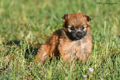 CHIOT 4