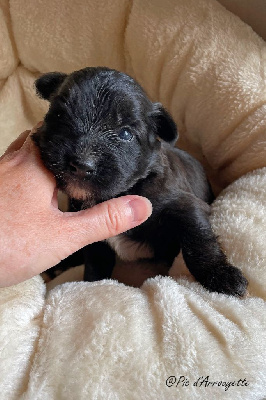 CHIOT 1