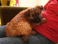 CHIOT