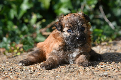 CHIOT 4