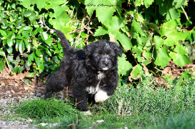CHIOT 4