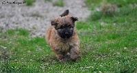 CHIOT