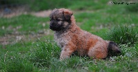 CHIOT