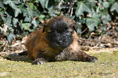 CHIOT 1