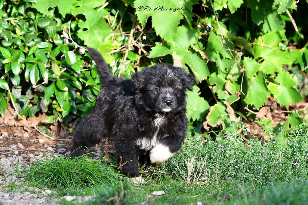 du Pic d'Arrouyette - Chiots disponibles - Berger des Pyrenees à poil long