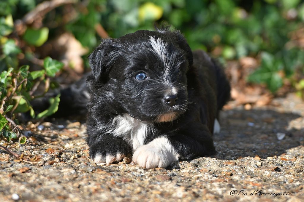 du Pic d'Arrouyette - Chiots disponibles - Berger des Pyrenees à poil long