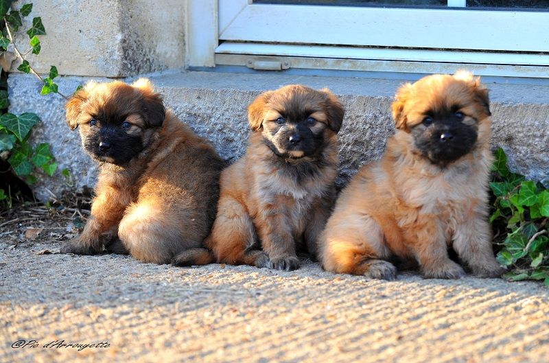 Chiot Berger des Pyrenees à poil long du Pic d'Arrouyette