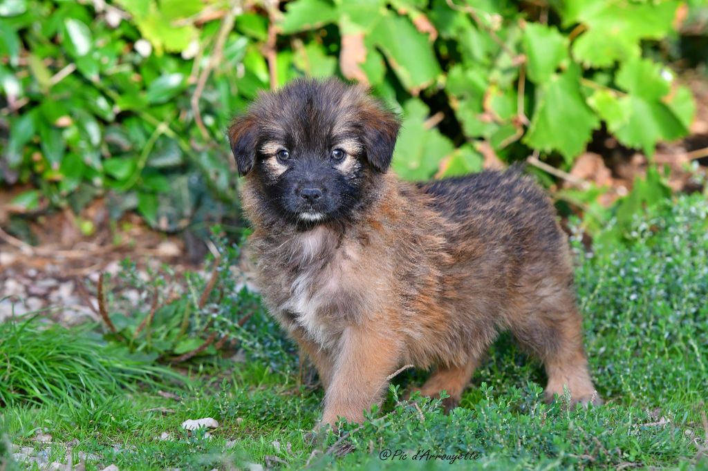 du Pic d'Arrouyette - Chiots disponibles - Berger des Pyrenees à poil long