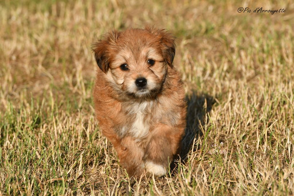 du Pic d'Arrouyette - Chiots disponibles - Berger des Pyrenees à poil long