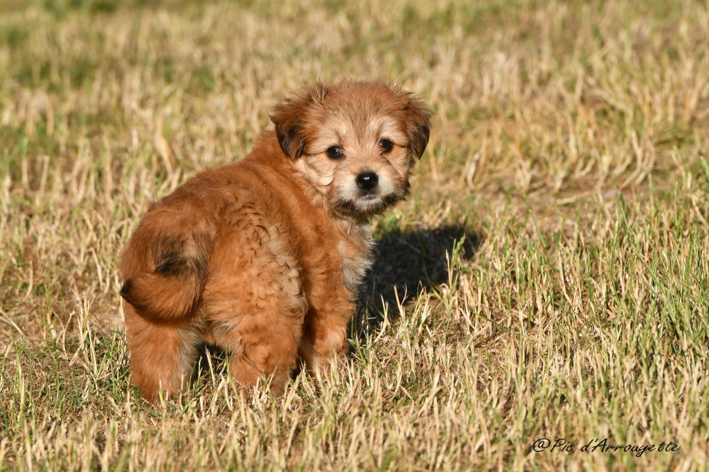 Chiot Berger des Pyrenees à poil long du Pic d'Arrouyette