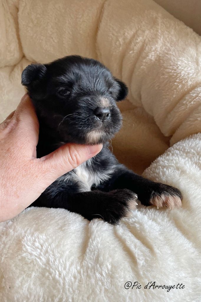 du Pic d'Arrouyette - Chiots disponibles - Berger des Pyrenees à poil long